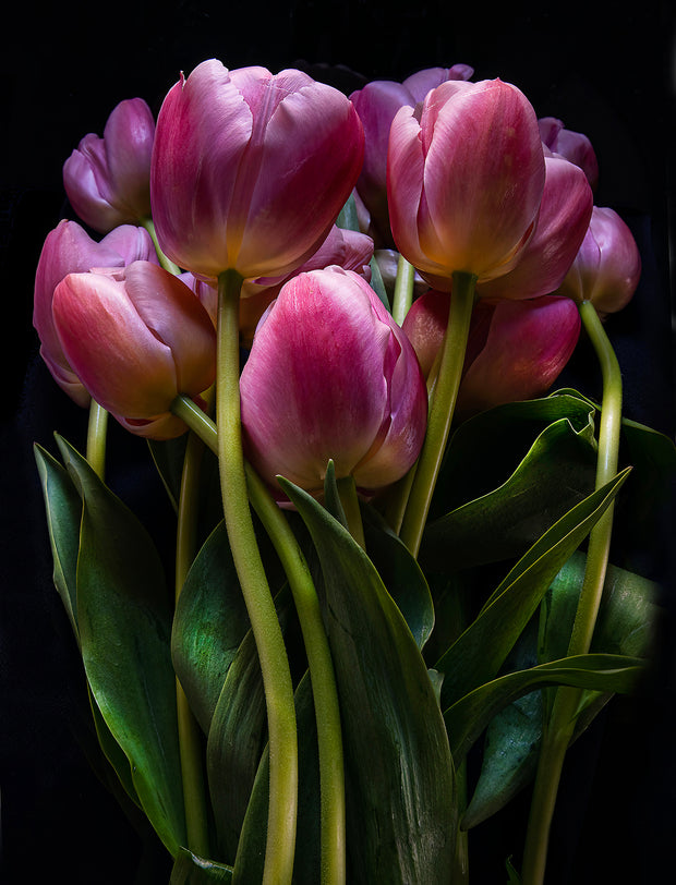 TULIPS GATHERING