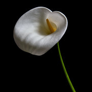 CALLA LILY: WHITE