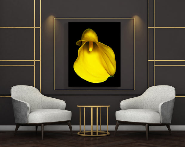 GOLDEN CALLA LILY