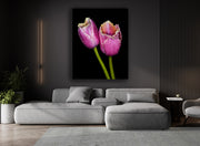 TWO TULIPS