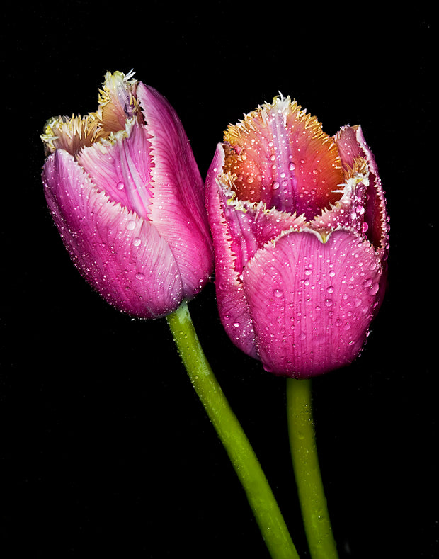 TWO TULIPS