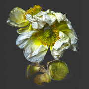 GOLDEN POPPY WITH SHELL