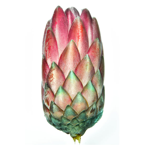 PROTEA FLOWER