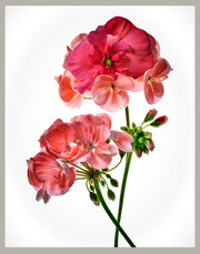 GERANIUM WITH BEGONIA FACE