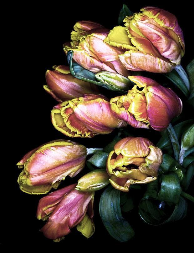 TULIPS: BLUSH