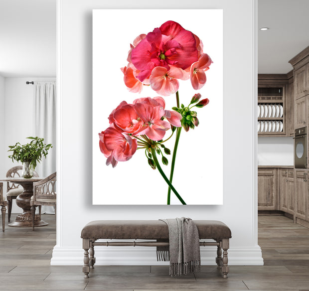 GERANIUM WITH BEGONIA FACE