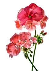 GERANIUM WITH BEGONIA FACE