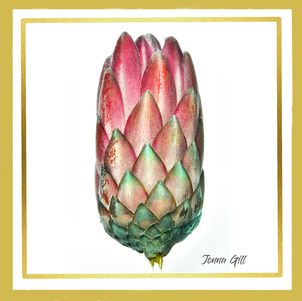 PROTEA FLOWER