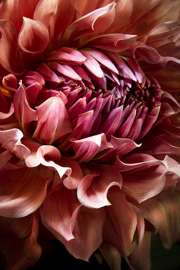 GRAND DAHLIA